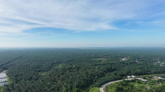 Aerial view of a large oil palm plantation with organized rows of palm trees, rural roads and tropical landscape beneath a bright blue sky.