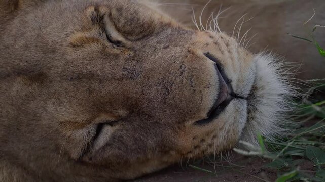 lion cub in the grass