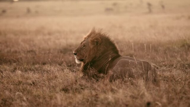 lion in the savannah