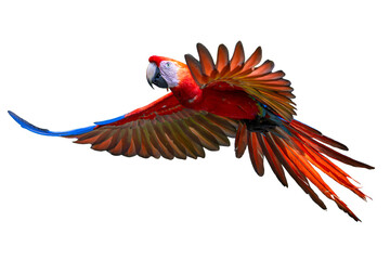 Beautiful colorful scarlet macaw parrot flying with open wings isolated on transparent background © Sven Taubert