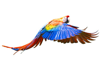 Beautiful colorful scarlet macaw parrot flying with open wings isolated on transparent background © Sven Taubert