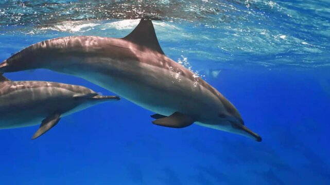 dolphin in the water