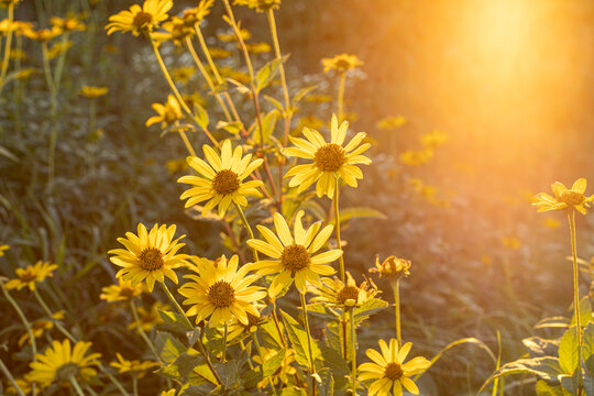 Heliopsis flower and sun flare in the evening.