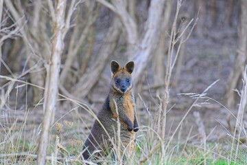 Watchful swamp wallaby (wallabia bicolor), amongst ti-tree woodlands at dusk, Rhyll Inlet Walk, Phillip Island, Victoria, Australia © James