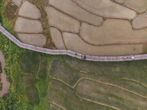 Aerial view of terraced rice paddies with curved earthen dikes and a wooden footbridge crossing through flooded and dry fields in Pai, Thailand