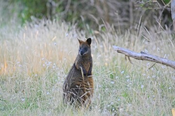 Watchful swamp wallaby (wallabia bicolor), at dusk, Rhyll Inlet Walk, Phillip Island, Victoria, Australia © James