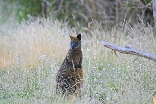 Watchful swamp wallaby (wallabia bicolor), at dusk, Rhyll Inlet Walk, Phillip Island, Victoria, Australia