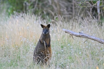 Watchful swamp wallaby (wallabia bicolor), at dusk, Rhyll Inlet Walk, Phillip Island, Victoria, Australia © James