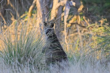 A swamp wallaby (wallabia bicolor) watches closely as it hides behind a clump of native grass on the Rhyll Inlet Walk, Phillip Island, Victoria, Australia © James