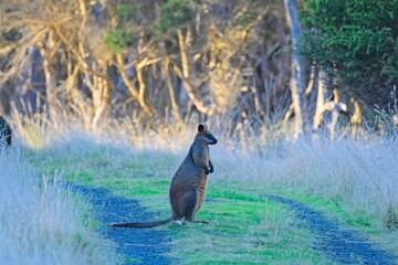 A swamp wallaby (wallabia bicolor), wanders on the a walking path on the Rhyll Inlet Walk, Phillip Island, Victoria, Australia © James