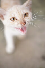 White kitten portrait on a soft background © nobito_gt