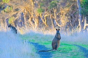 A swamp wallaby (wallabia bicolor), wanders on the a walking path on the Rhyll Inlet Walk, Phillip Island, Victoria, Australia © James