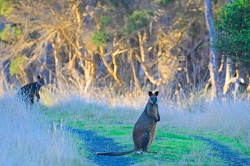 A swamp wallaby (wallabia bicolor), wanders on the a walking path on the Rhyll Inlet Walk, Phillip Island, Victoria, Australia © James