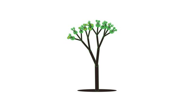 Growth animation motion graphics with evolving tree from seed to mature plant in clean studio lighting for concept development