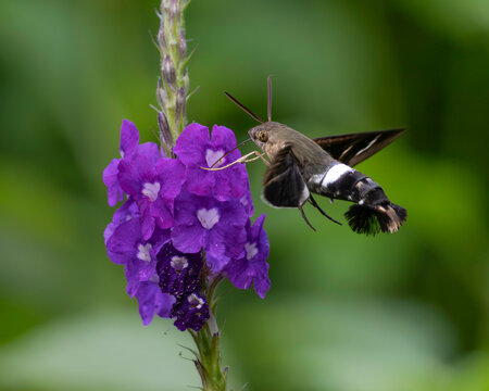 Sphinx Moth Hovering and Feeding on Purple Stachytarpheta Flower