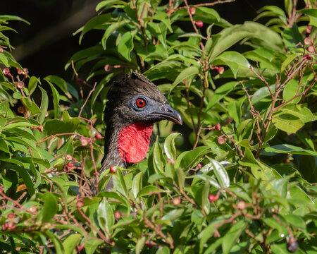 Crested Guan (Penelope purpurascens) Head Peeking Through Green Foliage