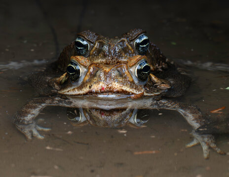 Cane Toads (Rhinella marina) Mating in Amplexus in Water