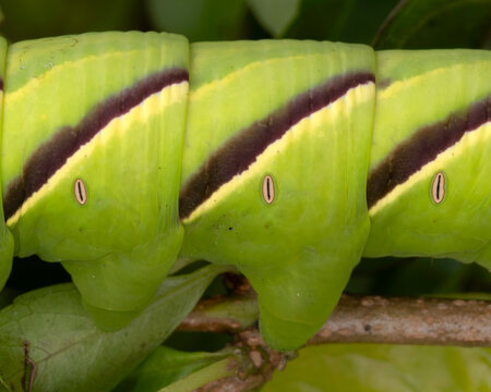 Macro Detail of Spiracles and Stripes on Sphinx Moth Caterpillar