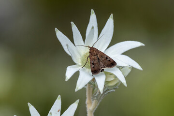 Australian Bogong Moth feeding on the nectar of a Flannel Flower © Ken Griffiths