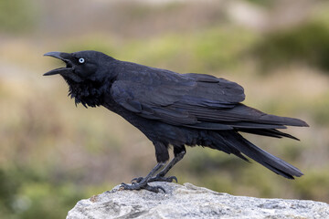 Fototapeta premium Australian Raven calling to a mate