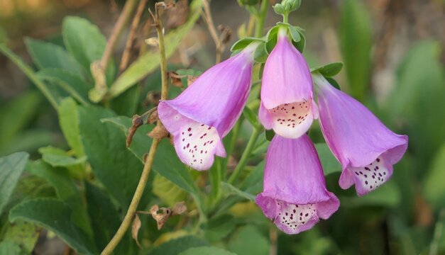 Pink Foxglove Flowers Blooming Outdoors
