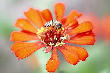 Bee on an orange flower in Guatemala © nobito_gt