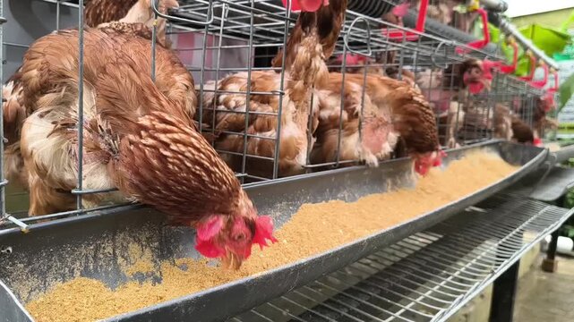 Brown laying hens actively feeding from a trough inside wire battery cages in a commercial poultry farm setting