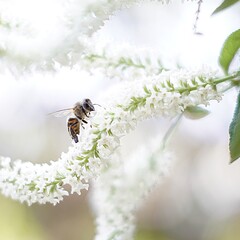 Honeybee on white flowers in Guatemala © nobito_gt