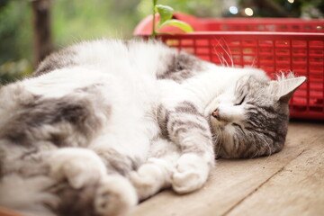 Sleeping white and gray cat © nobito_gt
