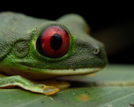 Extreme Macro Portrait of Red-eyed Tree Frog Agalychnis Callidryas Showing Eye Detail, Costa Rica