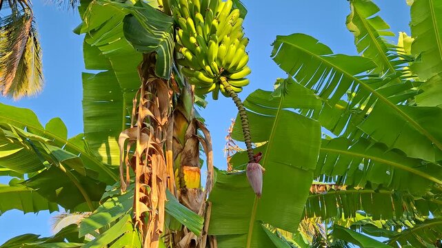 Bunch of green bananas growing on a banana tree with lush leaves, flower bud, and clear blue sky background.