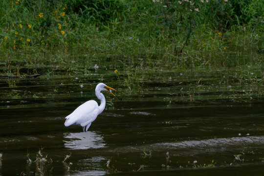 Great egret catching a small fish in its beak while wading in a pond