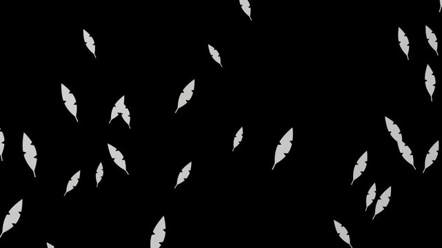 White feathers floating up and fluttering black background
