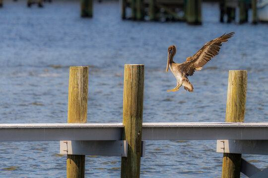 Brown pelican landing on wooden dock piling over water