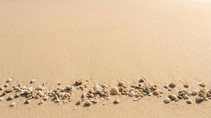 Fototapeta premium Seashells scattered on a sandy beach shore with copy space