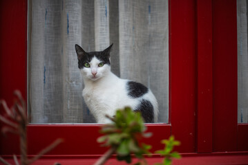 cat on the window © thomasueda