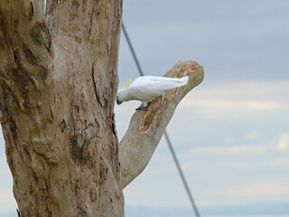 Sulphur-Crested Cockatoo Perched on a Tree Branch Outdoors © blueringmedia
