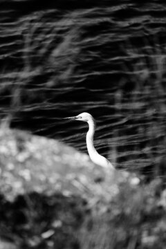 White egret neck and head emerging from dark foliage