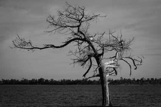 Bare dead tree standing in lake water under cloudy sky
