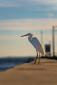 Snowy egret standing on pier at sunset by the ocean