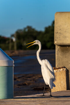 Great egret calling with open beak on wooden dock