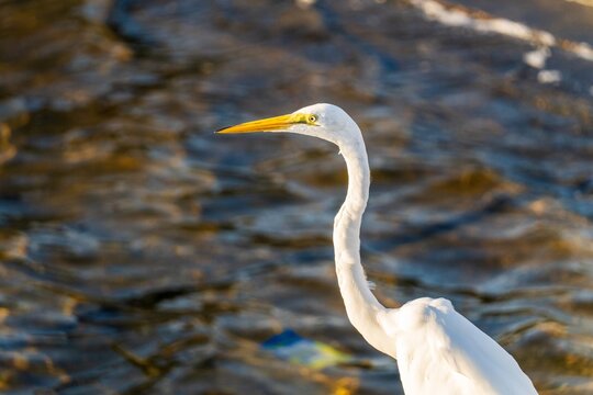 Great egret close-up with curved neck over rippling water