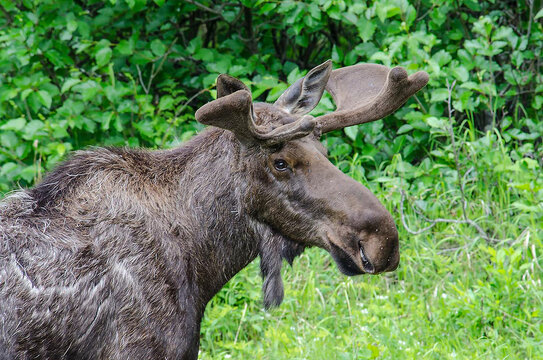 Bull Moose in the Wild