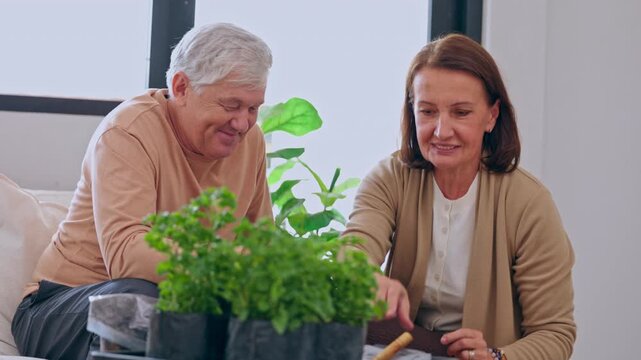 Senior Couple Indoor Gardening, Watering Potted Herb Plants and Caring for Vibrant Houseplant Foliage Together in Bright Home, Joyful Sustainable Retirement Activity and Calm Lifestyle Moment