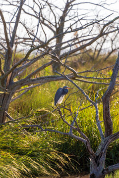 Tricolored heron perched on bare branch in marsh