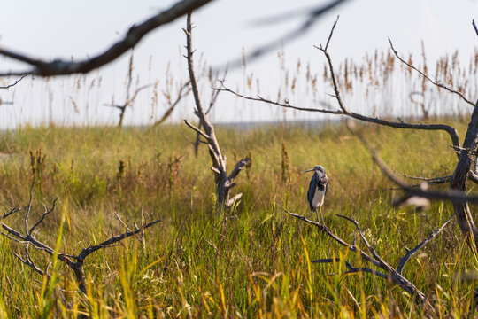 Tricolored heron perched on dead branch in coastal marsh