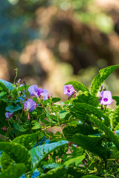 Purple morning glory flowers blooming among green leaves