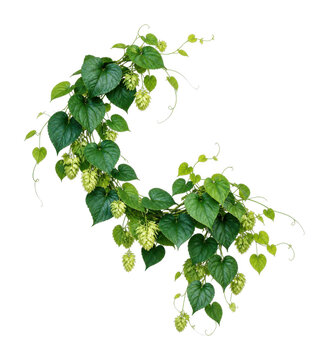 Green hop vine with heart-shaped leaves and cone flowers, PNG transparent background