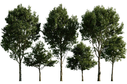 Collection young mature broadleaf tree green group of young mature broadleaf trees with lush green leaves and natural sunlight