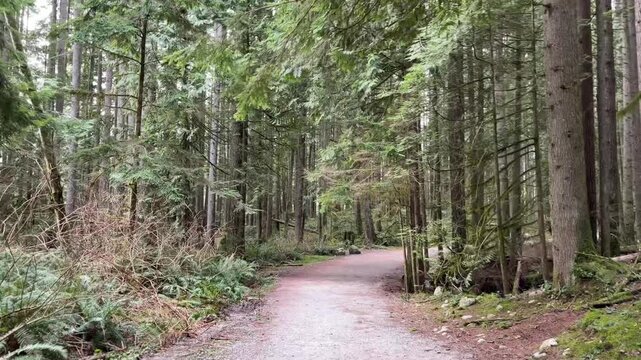 Winding gravel trail through a tall old-growth forest at Lynn Canyon in Vancouver, peaceful hiking path surrounded by towering evergreens, ferns and greenery.